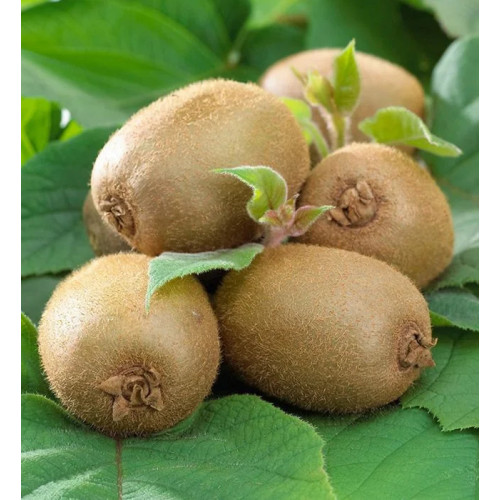 Актинидия Аргута Дженни