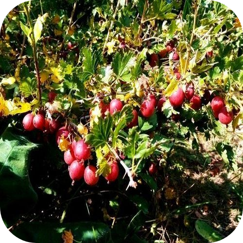 Крыжовник "Уральский Розовый" Крыжовник "Уральский Розовый"