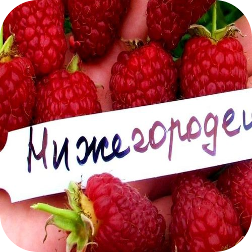 Малина ремонтантная "Нижегородец" Малина ремонтантная "Нижегородец"